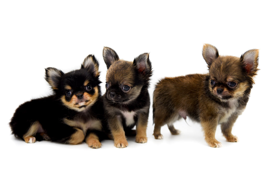 German Sable LC Boy
