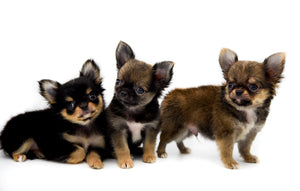 Adele Extreme Short Muzzle Doll Face Micro Girl