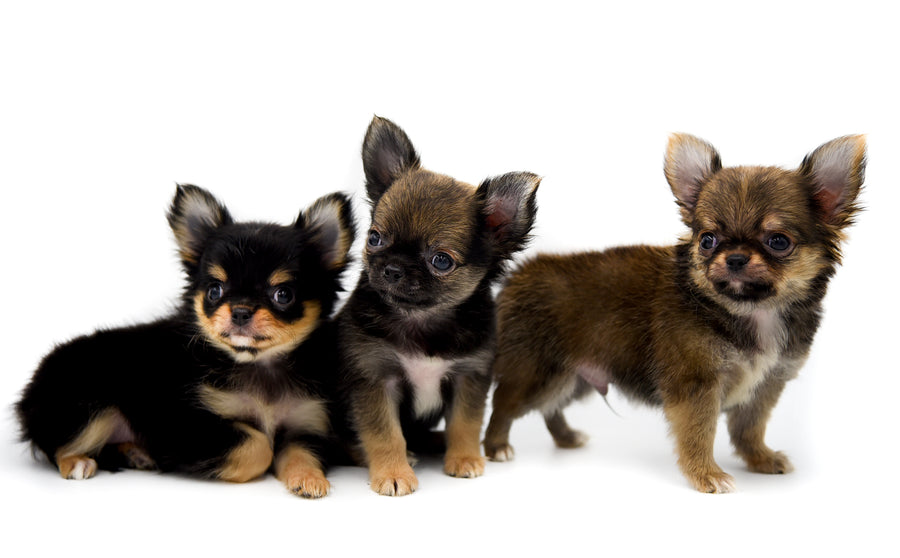 German Sable LC Boy