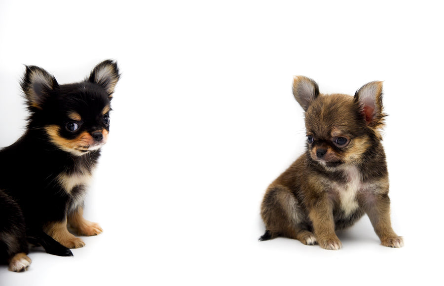 German Sable LC Boy