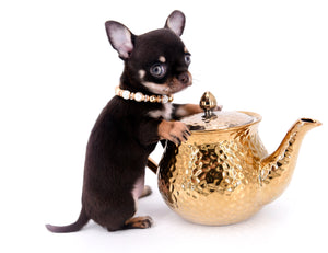 Aurora Micro SC Chocolate Green Eyes