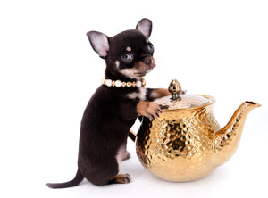 Aurora Micro SC Chocolate Green Eyes