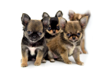 German Sable LC Boy