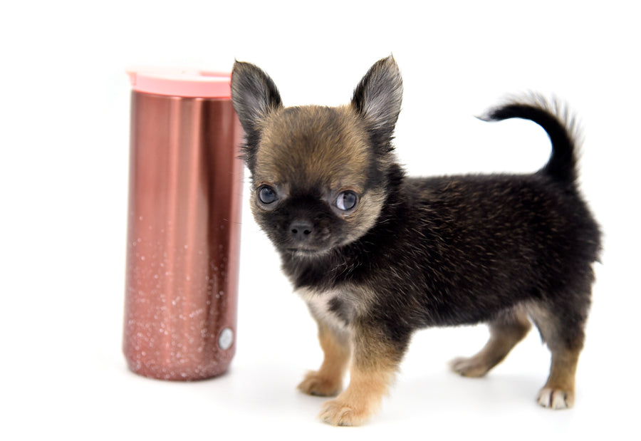 German Sable LC Boy