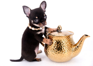 Aurora Micro SC Chocolate Green Eyes