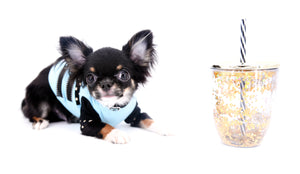 Birkin Doll  Extreme Short Muzzle Boy