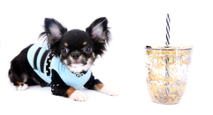 Birkin Doll  Extreme Short Muzzle Boy