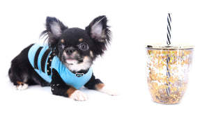 Birkin Doll  Extreme Short Muzzle Boy