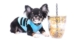 Birkin Doll  Extreme Short Muzzle Boy