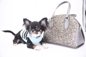 Birkin Doll  Extreme Short Muzzle Boy