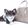 Birkin Doll  Extreme Short Muzzle Boy