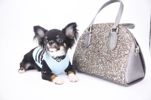 Birkin Doll  Extreme Short Muzzle Boy