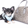 Birkin Doll  Extreme Short Muzzle Boy