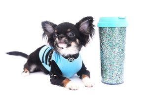 Birkin Doll  Extreme Short Muzzle Boy