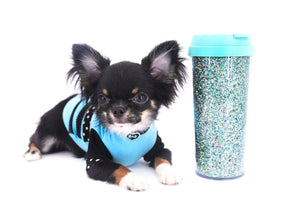 Birkin Doll  Extreme Short Muzzle Boy