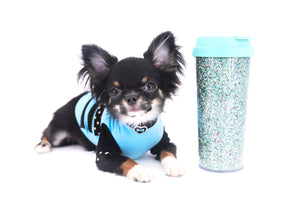 Birkin Doll  Extreme Short Muzzle Boy