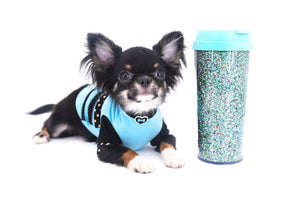 Birkin Doll  Extreme Short Muzzle Boy