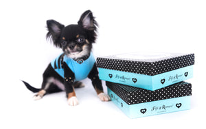 Birkin Doll  Extreme Short Muzzle Boy