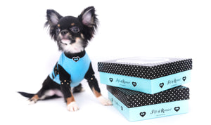 Birkin Doll  Extreme Short Muzzle Boy