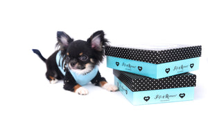 Birkin Doll  Extreme Short Muzzle Boy