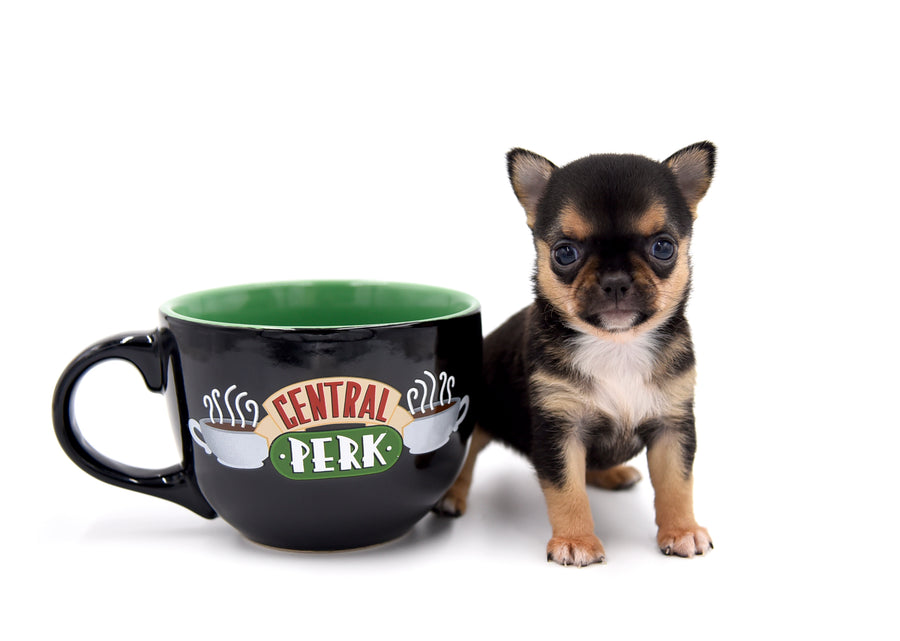 Hannah Micro Extreme Short Muzzle Girl