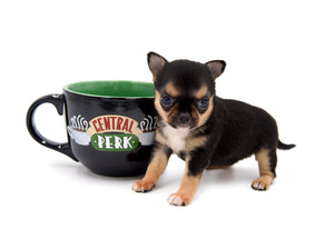 Hannah Micro Extreme Short Muzzle Girl
