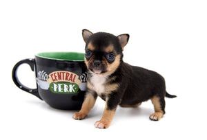 Hannah Micro Extreme Short Muzzle Girl
