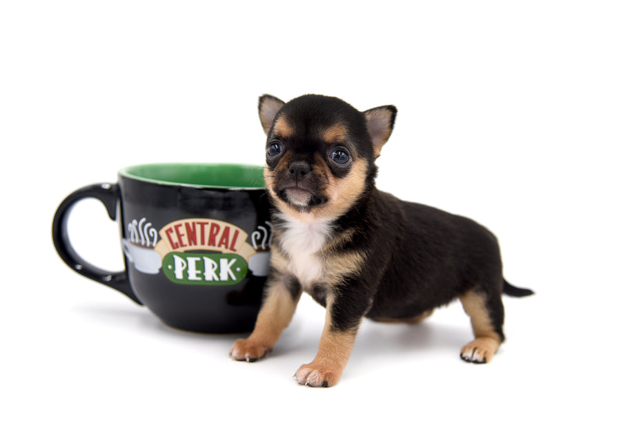 Hannah Micro Extreme Short Muzzle Girl