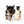 Hannah Micro Extreme Short Muzzle Girl