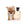 Milay Teacup Red Sable