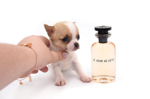 Sakura White Sable Boy