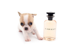 Sakura White Sable Boy