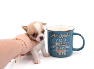 Sakura White Sable Boy