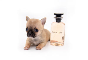 Melody Micro Teacup Sable Girl