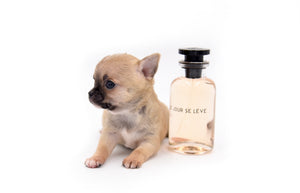 Melody Micro Teacup Sable Girl