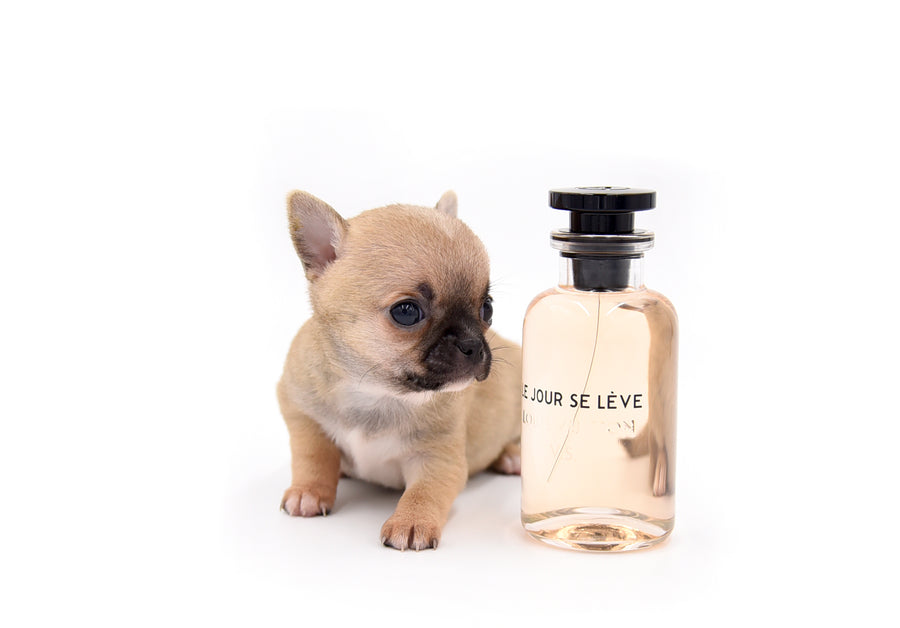 Melody Micro Teacup Sable Girl