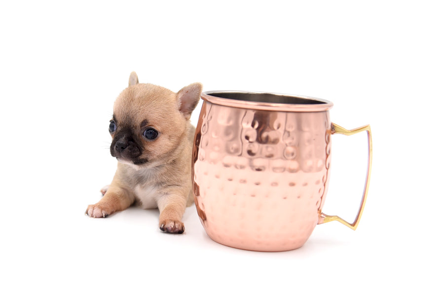 Melody Micro Teacup Sable Girl