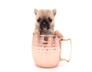 Melody Micro Teacup Sable Girl