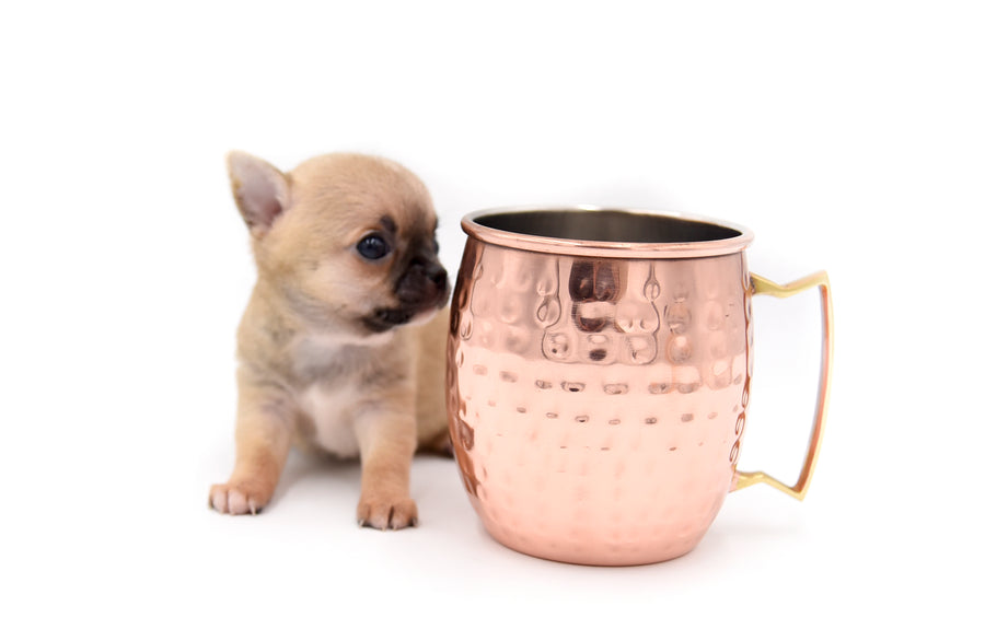 Melody Micro Teacup Sable Girl