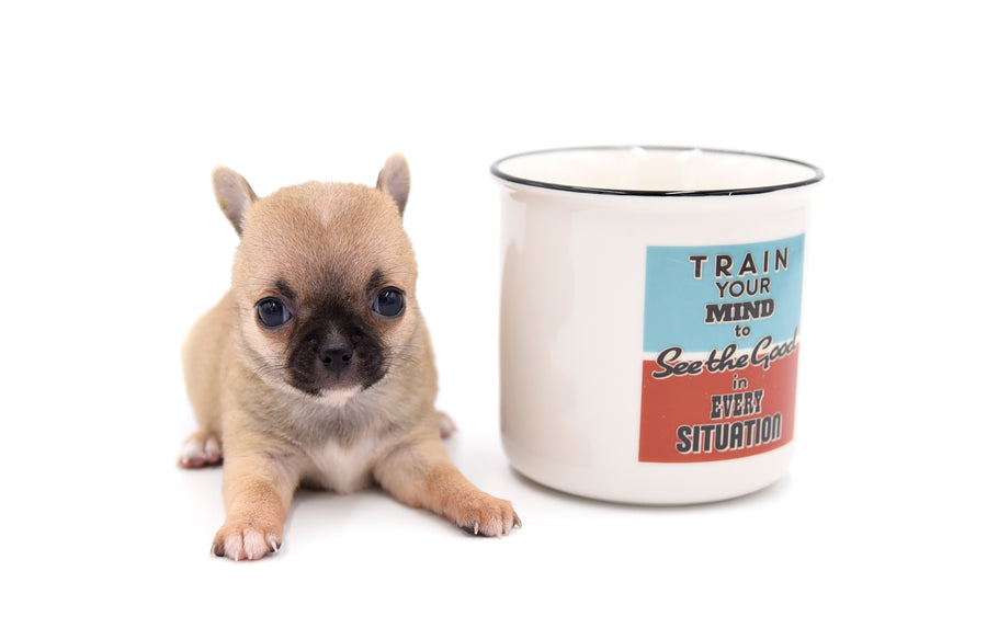 Melody Micro Teacup Sable Girl