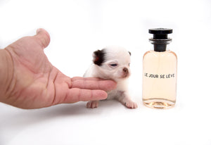 Suri LC white Chocolate Girl