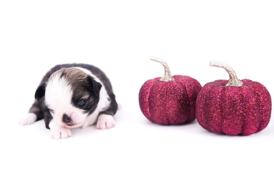 Starbucks SC white sable Micro Boy