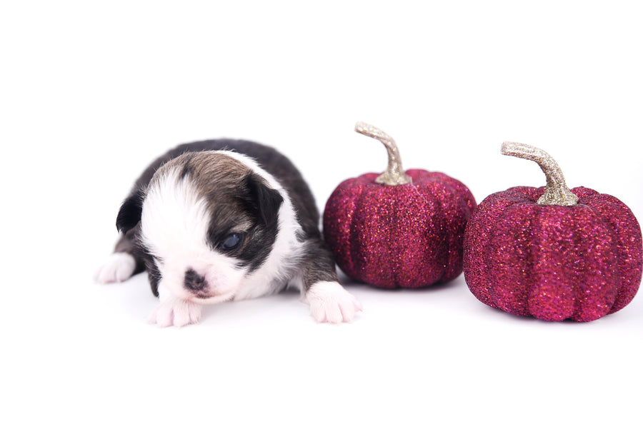 Starbucks SC white sable Micro Boy