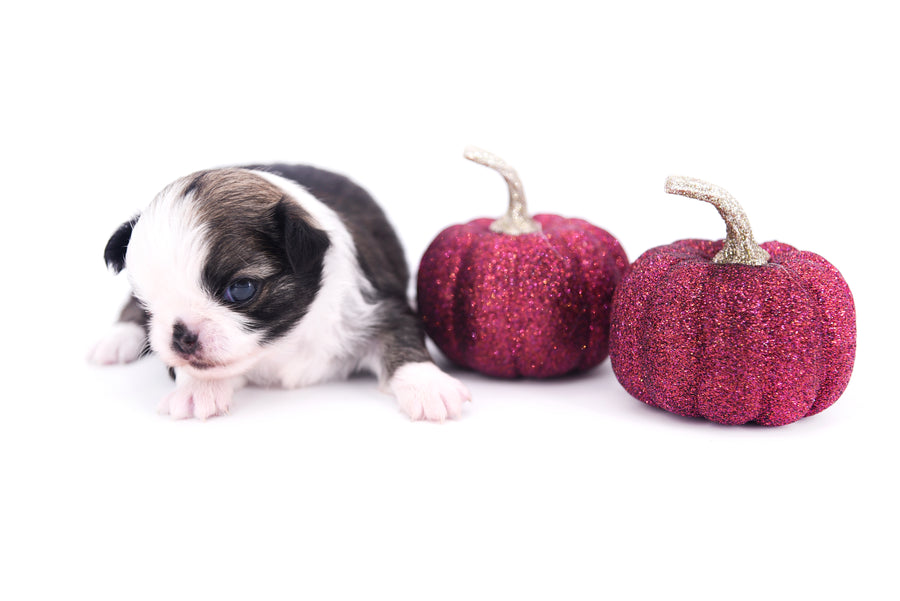 Starbucks SC white sable Micro Boy