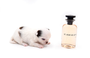 Suri LC white Chocolate Girl