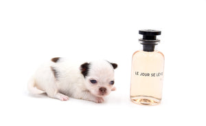Suri LC white Chocolate Girl
