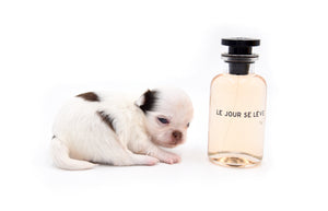 Suri LC white Chocolate Girl