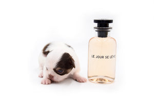 Lilly Nelly Extreme Short Muzzle White Chocolate Girl