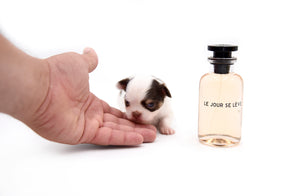 Lilly Nelly Extreme Short Muzzle White Chocolate Girl