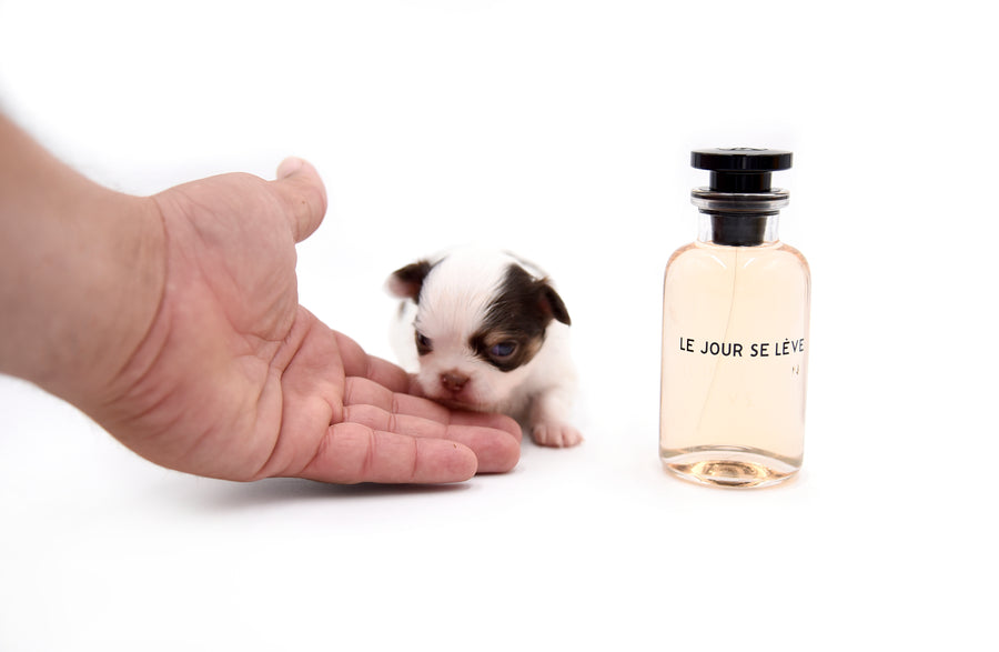 Lilly Nelly Extreme Short Muzzle White Chocolate Girl